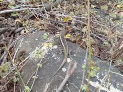 Microlophus bivittatus