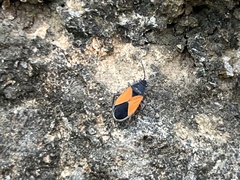 Melanopleurus bicolor