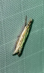 Raphiptera argillaceellus
