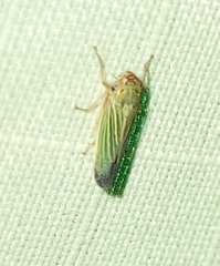 Xyphon reticulatum