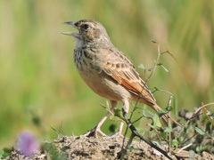 Mirafra assamica