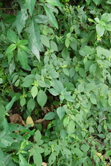 Boehmeria pilosiuscula