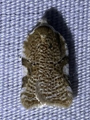 Acleris cervinana