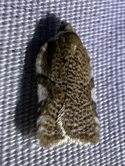 Acleris cervinana