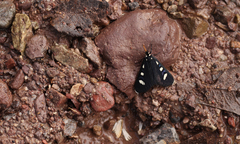 Alypiodes bimaculata