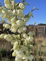 Yucca gloriosa tristis