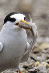 Sternula nereis davisae