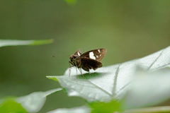 Notocrypta curvifascia