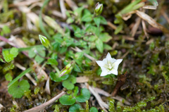 Gentiana flavomaculata