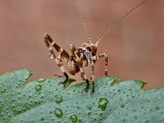 Caedicia