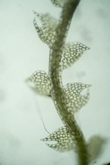 Fuscocephaloziopsis lunulifolia
