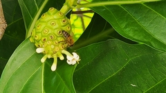 Morinda