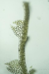 Fuscocephaloziopsis lunulifolia