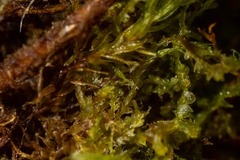 Fuscocephaloziopsis lunulifolia