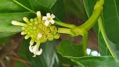 Morinda