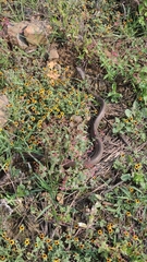 Masticophis mentovarius