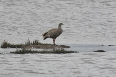 Cereopsis novaehollandiae