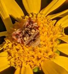 Choreutis emplecta