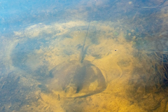 Hemitrygon fluviorum