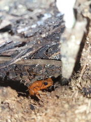Oophaga pumilio