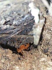 Oophaga pumilio