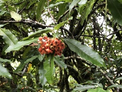 Photinia niitakayamensis
