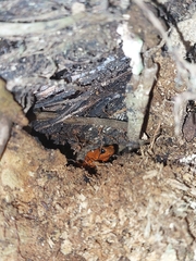 Oophaga pumilio