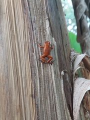 Oophaga pumilio