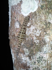 Gonatodes albogularis