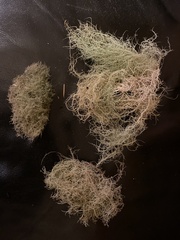 Usnea