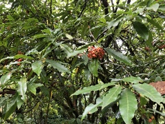 Photinia niitakayamensis