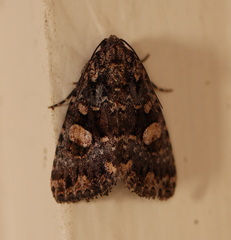 Condica macrosema