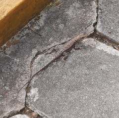 Tropidurus