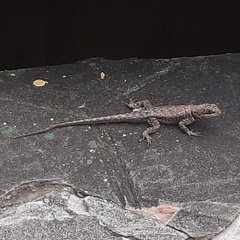 Tropidurus