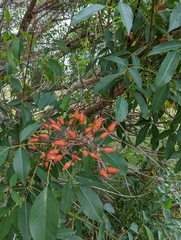 Erythrina crista-galli
