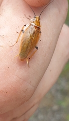 Balta bicolor