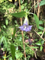 Tripterospermum lanceolatum