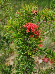 Grevillea juniperina