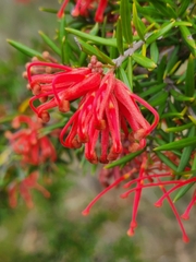 Grevillea juniperina