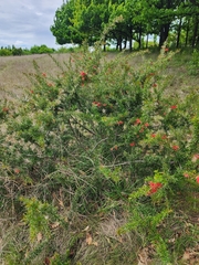 Grevillea juniperina