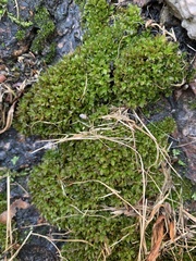 Syntrichia latifolia