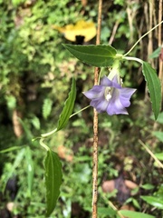 Tripterospermum lanceolatum
