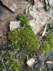 Syntrichia latifolia