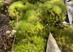 Campylopus introflexus