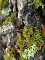 Syntrichia latifolia