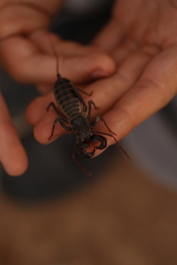 Mastigoproctus tohono