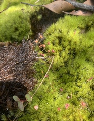 Campylopus introflexus