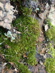 Syntrichia latifolia