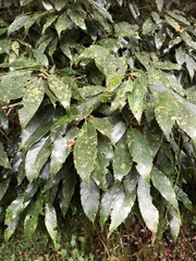 Quercus stenophylloides