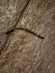 Lumbricus terrestris